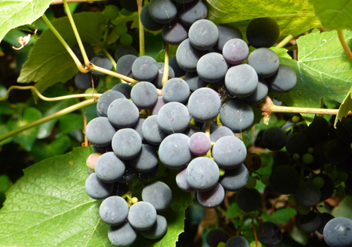 La nostra produzione parte dalla scrupolosa selezione di uva di Nero d’Avola.